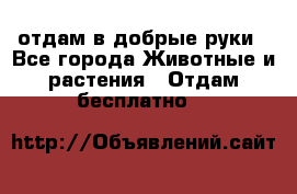отдам в добрые руки - Все города Животные и растения » Отдам бесплатно   